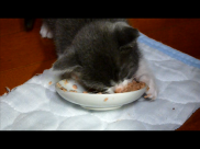 離乳食を食べる子猫 動画 23s
