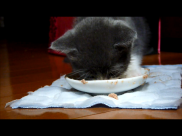 離乳食を食べる子猫 動画 18s