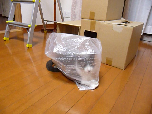 レジ袋を被りピンポン玉を狙う猫 動画 28s ビデオ