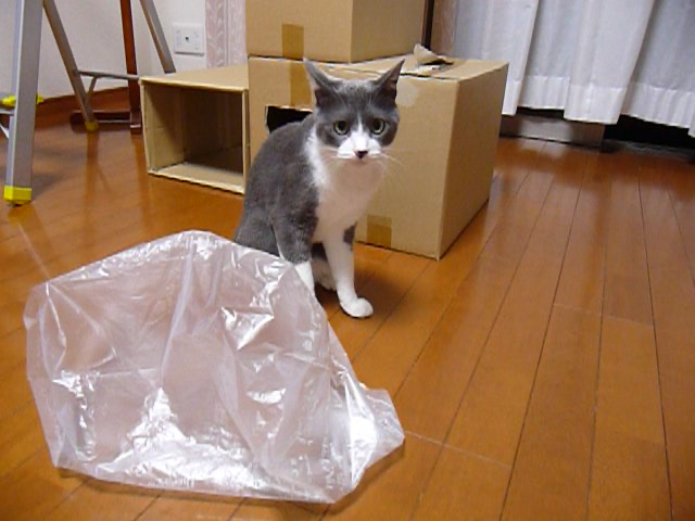 レジ袋とピンポン玉で楽しく遊ぶ猫 動画 19s ビデオ