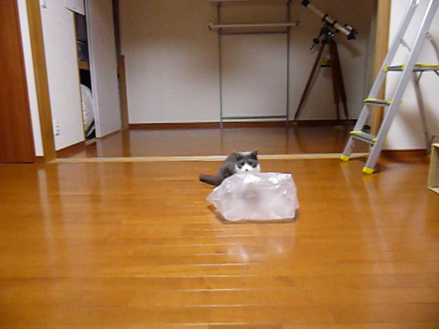 レジ袋とピン球で楽しく遊ぶ猫 動画 36s ビデオ