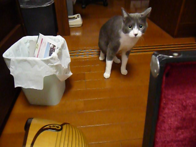 マンドリンに警戒する猫 動画 28s ビデオ