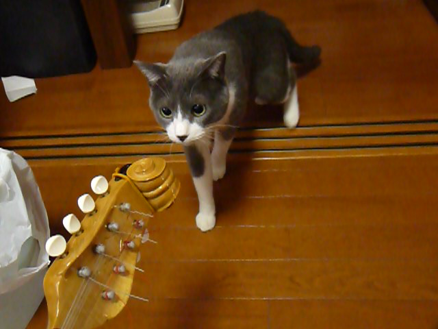 マンドリンに警戒する猫 動画 35s ビデオ