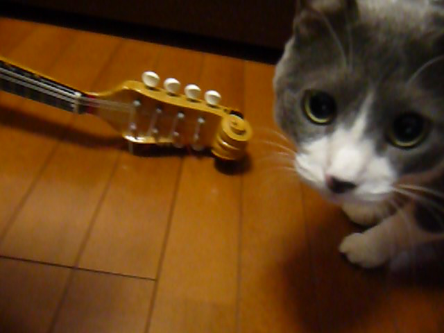 マンドリンに警戒する猫 動画 1m41s ビデオ