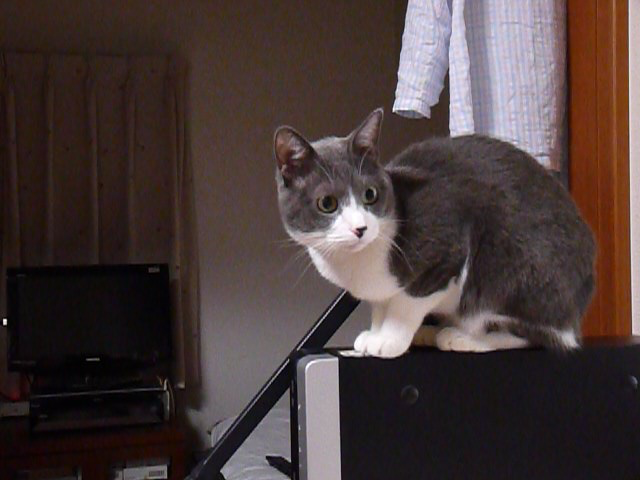 マンドリンに警戒する猫 動画 1m05s ビデオ