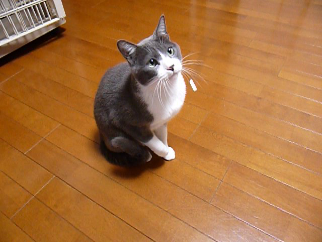 メジャーで遊ぶ猫 動画 29s ビデオ