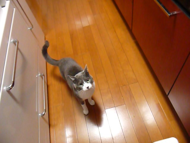 柿を見ただけで逃げ出す猫 動画 11s ビデオ