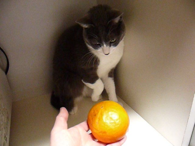 柿を見ただけで逃げ出す猫 動画 36s ビデオ