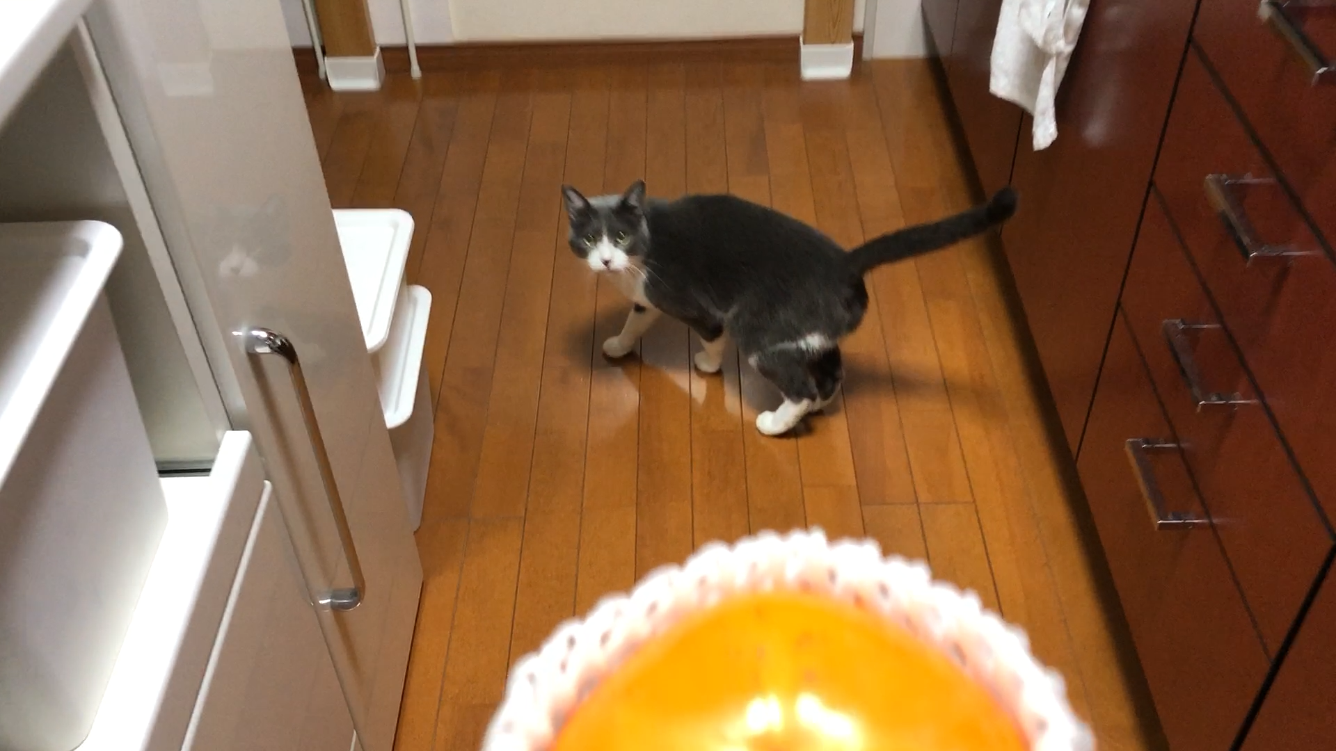 柿を見ただけで逃げ出す猫 動画 6s ビデオ