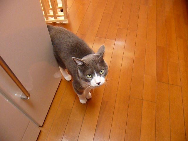 りんごを見ただけで逃げ出す猫 動画 17s ビデオ