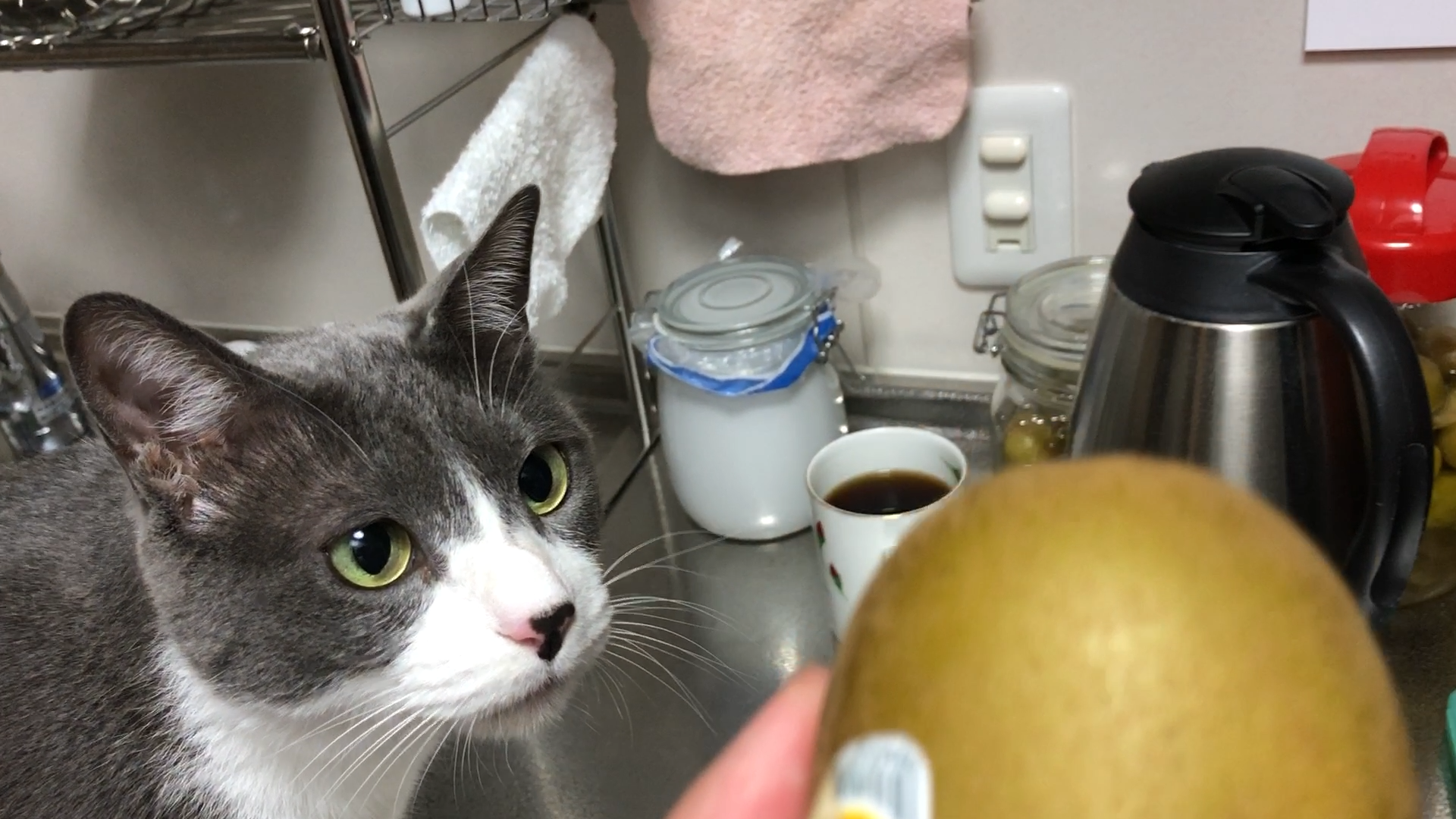 キュウイは微妙な猫 動画 8s ビデオ