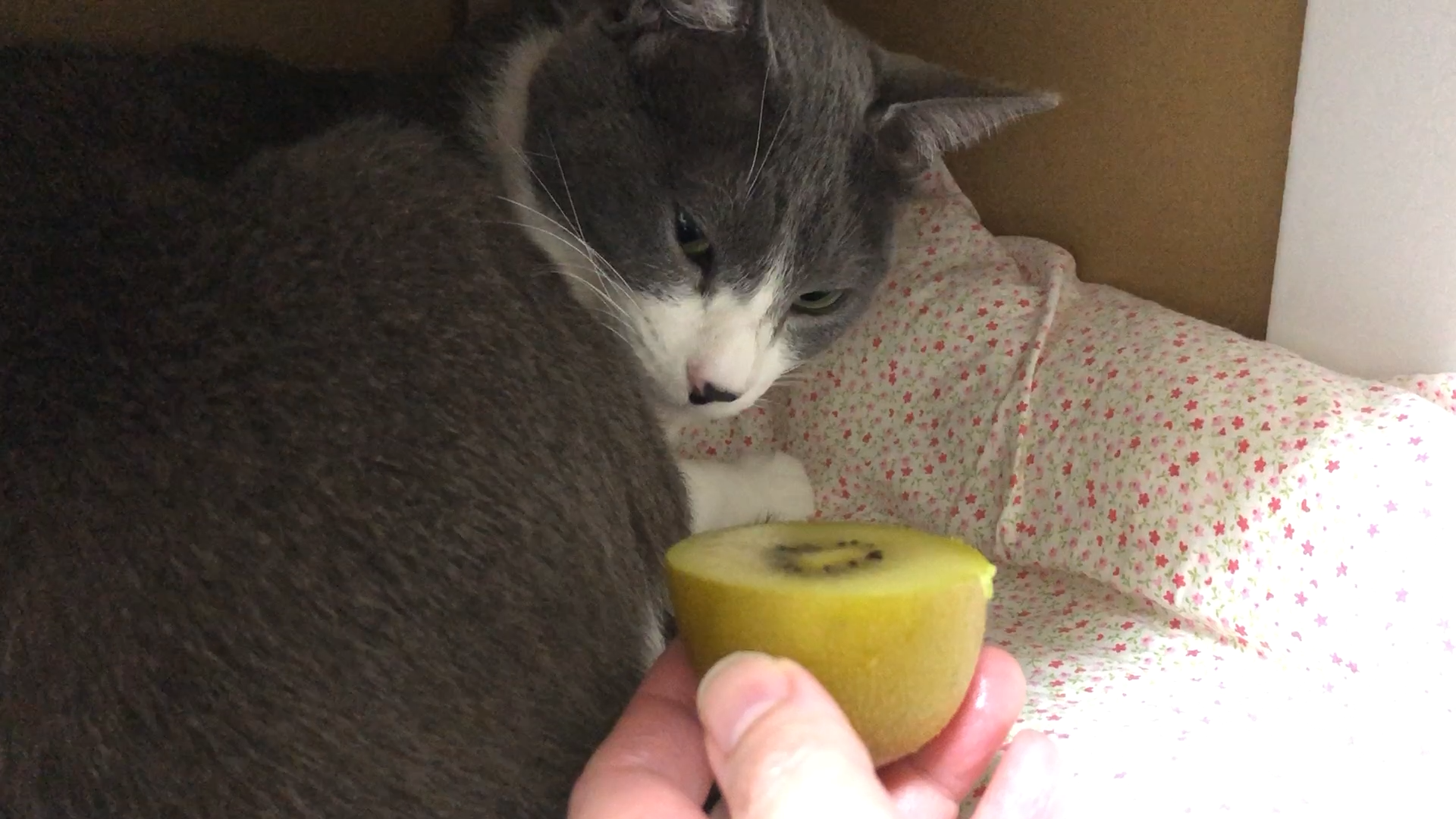 キュウイは微妙な猫 動画 31s ビデオ